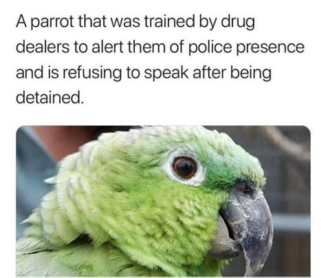 parrot memes